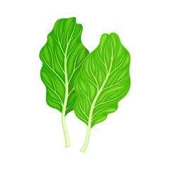 Leaf Vegetable or Salad Greens as Plant with Edible Leaves Vector Illustration