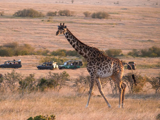 a giraffe walking past safari 4wds at masai mara
