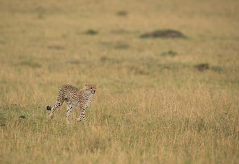 Cheetah is a big cat also know as the hunting leopard