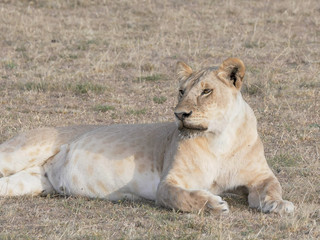 front view of a lioness resting at masai mara in kenya