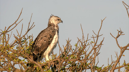 martial eagle in a tree at masai mara