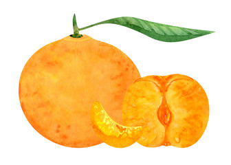Watercolor mandarin or tangerine  orange citrus fruit with leaf, peeled half and slice isolated on white