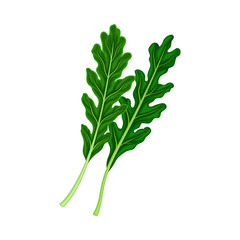 Rocket Leaf Vegetable or Salad Greens as Plant with Edible Leaves Vector Illustration