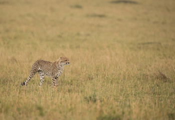 Cheetah is a big cat also know as the hunting leopard