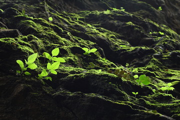 green moss on the rock