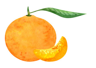 Watercolor mandarin or tangerine  orange citrus fruit with leaf and slice isolated on white