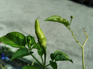 Green chilli plant with fresh green organic chilli