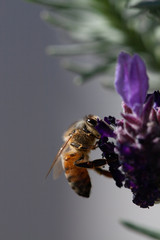 Bee side-on looking up on spanish lavender shining eye vertical format