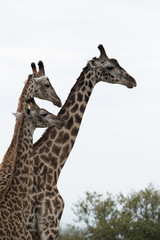 Giraffe is the tallest living terrestrial animal