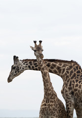 Giraffe is the tallest living terrestrial animal
