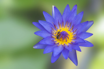 Fototapeta premium Water lilly blooming on nature blurred background. Water lily has rhizomes and flows underground. And send the flowers to the surface There are beautiful flowers to watch throughout the year. 