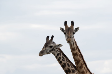 Giraffe is the tallest living terrestrial animal