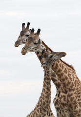 Giraffe is the tallest living terrestrial animal
