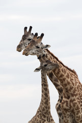 Giraffe is the tallest living terrestrial animal