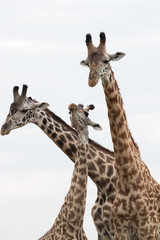Giraffe is the tallest living terrestrial animal
