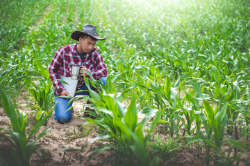 Young farmer sitting checking his corn field with a coffee in hand and holding laptop computer,...