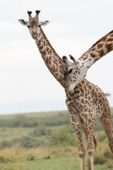 Obraz premium Giraffe is the tallest living terrestrial animal