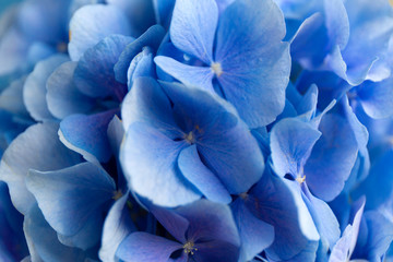 Blue Hydrangea background. Hortensia flowers surface. Close up photo.