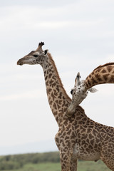 Giraffe is the tallest living terrestrial animal