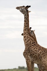 Giraffe is the tallest living terrestrial animal