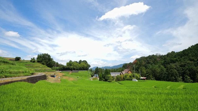 A clear day in midsummer in Japan, a view of the rice terraces in Chihaya Akasaka Village, Osaka