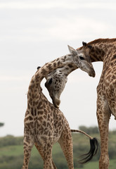 Giraffe is the tallest living terrestrial animal