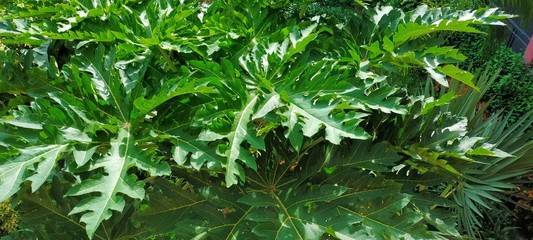 papaya tree raw image