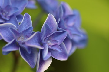 美しい花びらの青い紫陽花の花
Blue hydrangea flowers with beautiful petals.