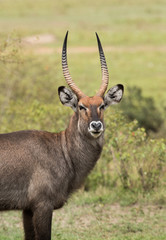 A waterbuck is a large antelope