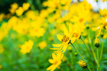 Beautiful yellow blooming Jerusalem artichoke in the garden. Selective focus. Shallow depth of field.
