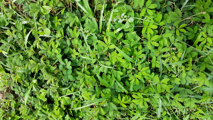 Mimosa pudica plant on the ground