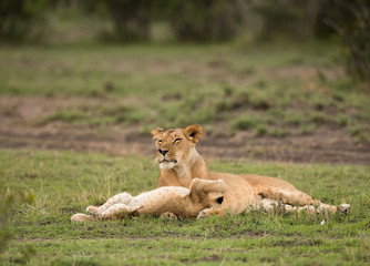 The lion is one of the four big cats and belongs to genus Panthera