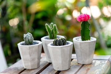 cactus in a cement pots