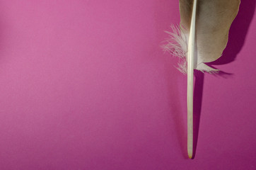 Quill pen on purple background.