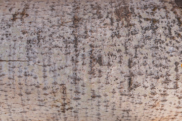 Old Wood Birch Tree Texture Background Pattern. Relief texture of bark of tree.