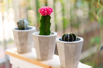 small plant and cactus in cement pots 