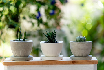 small plant and cactus in cement pots 
