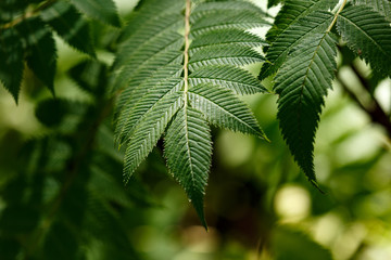 Green leaves of tree in park