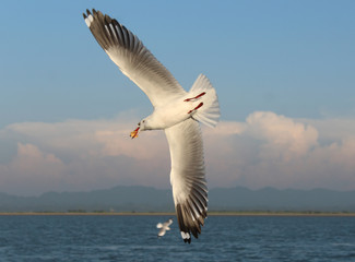 Fototapeta na wymiar seagull flying over the sea Closeshot