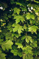 Green maple leaves. Macro shooting. Background. wallpaper