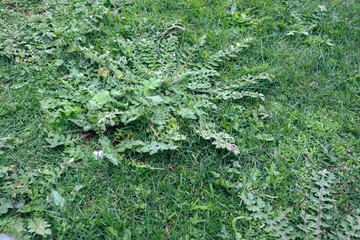 weeds growing in the lawn