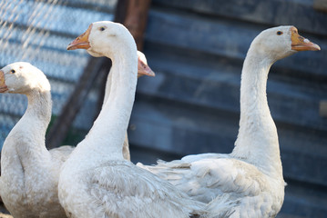 white gooses in enclosure brown yard looking funny