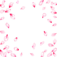 Pink cherry blossom petals isolated