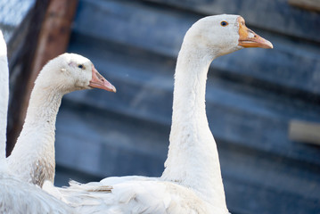 white goose in the poultry yard
