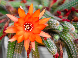 Macro view of a large red flower with many petals surrounded by the elongated, spiny arms of a...