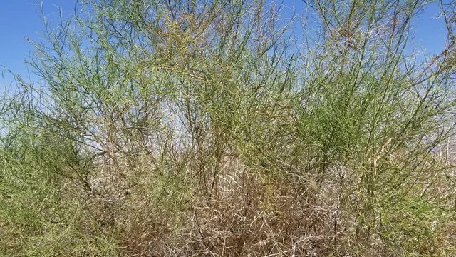 Needle like Linear foliage of Cheesebush, Ambrosia Salsola, Asteraceae, native perennial subshrub on the fringe of Twentynine Palms, Southern Mojave Desert, Springtime.