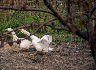 Geese in the yard in the open air.