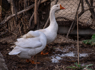 Geese in the yard in the open air.