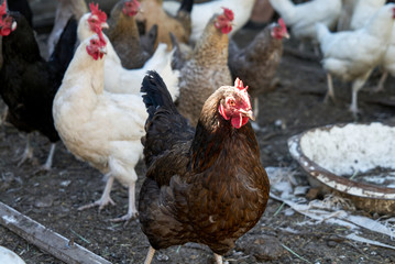 The hens are laying hens in the household. Hen in the yard. White chicken roost stands at the entrance to his house. Chicken in the hen preparing to enter to lay an egg.