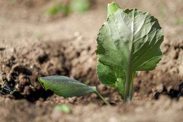young cabbage sprouts in early spring